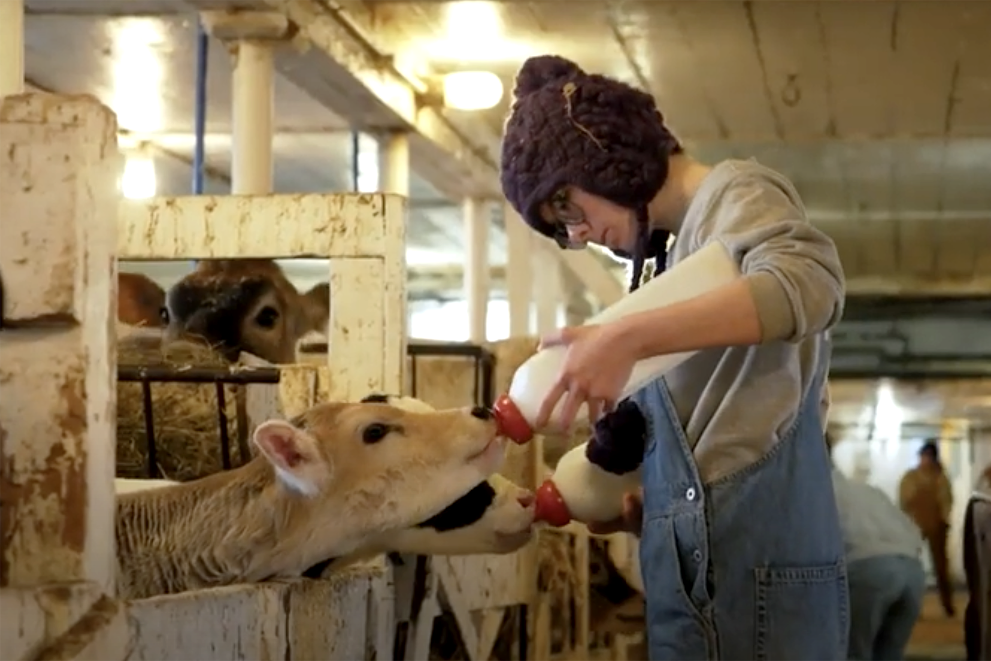 Student feeding calves in barn.